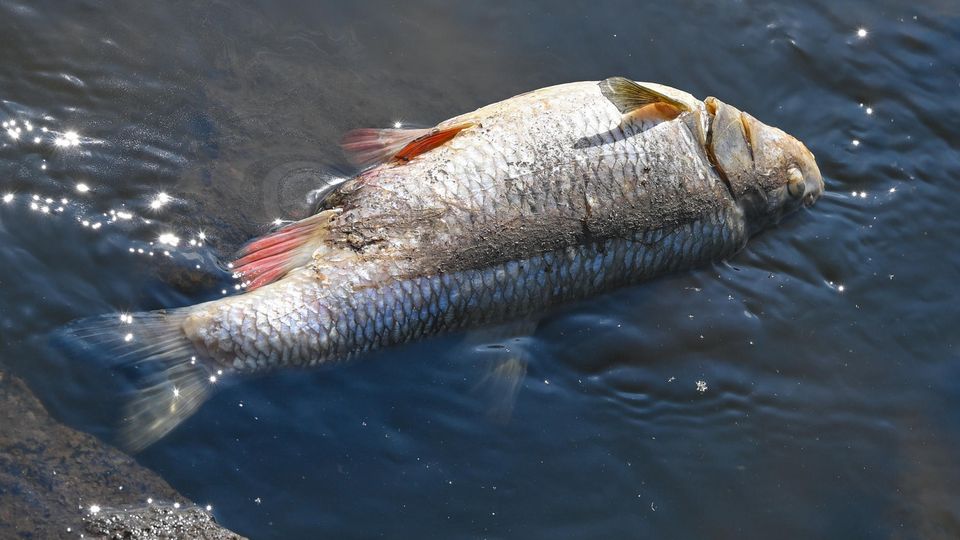 Ursache, Probleme, Folgen: Fischsterben in der Oder: Was bislang bekannt ist