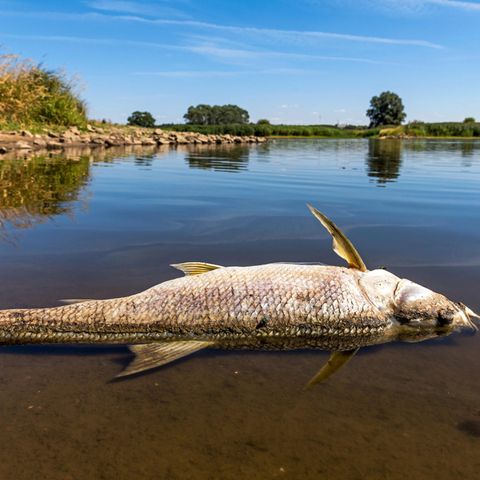Toter Fisch