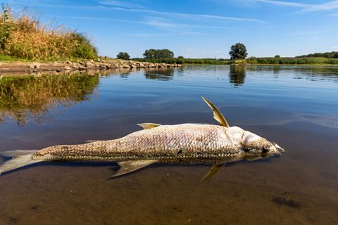 Toter Fisch