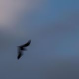 Fledermaus Batnight Insektenjagd