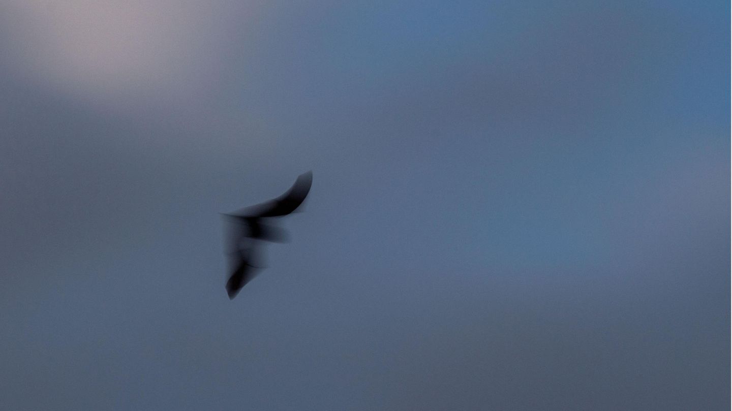 Fledermaus Batnight Insektenjagd