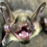 Fledermaus Batnight Großes Mausohr