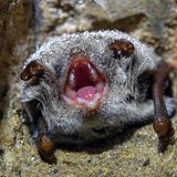 Fledermaus Batnight Wasserfledermaus