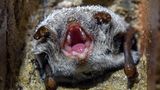 Fledermaus Batnight Wasserfledermaus