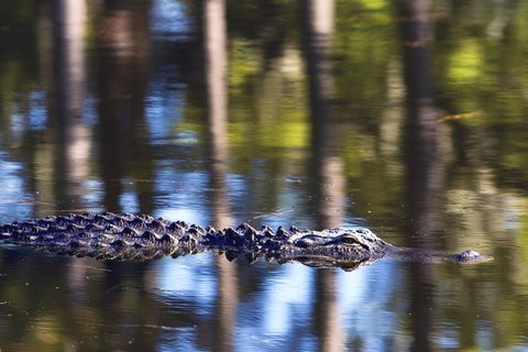 Ein amerikanischer Alligator schwimmt in einem Gewässer auf Hilton Head Island, South Carolina
