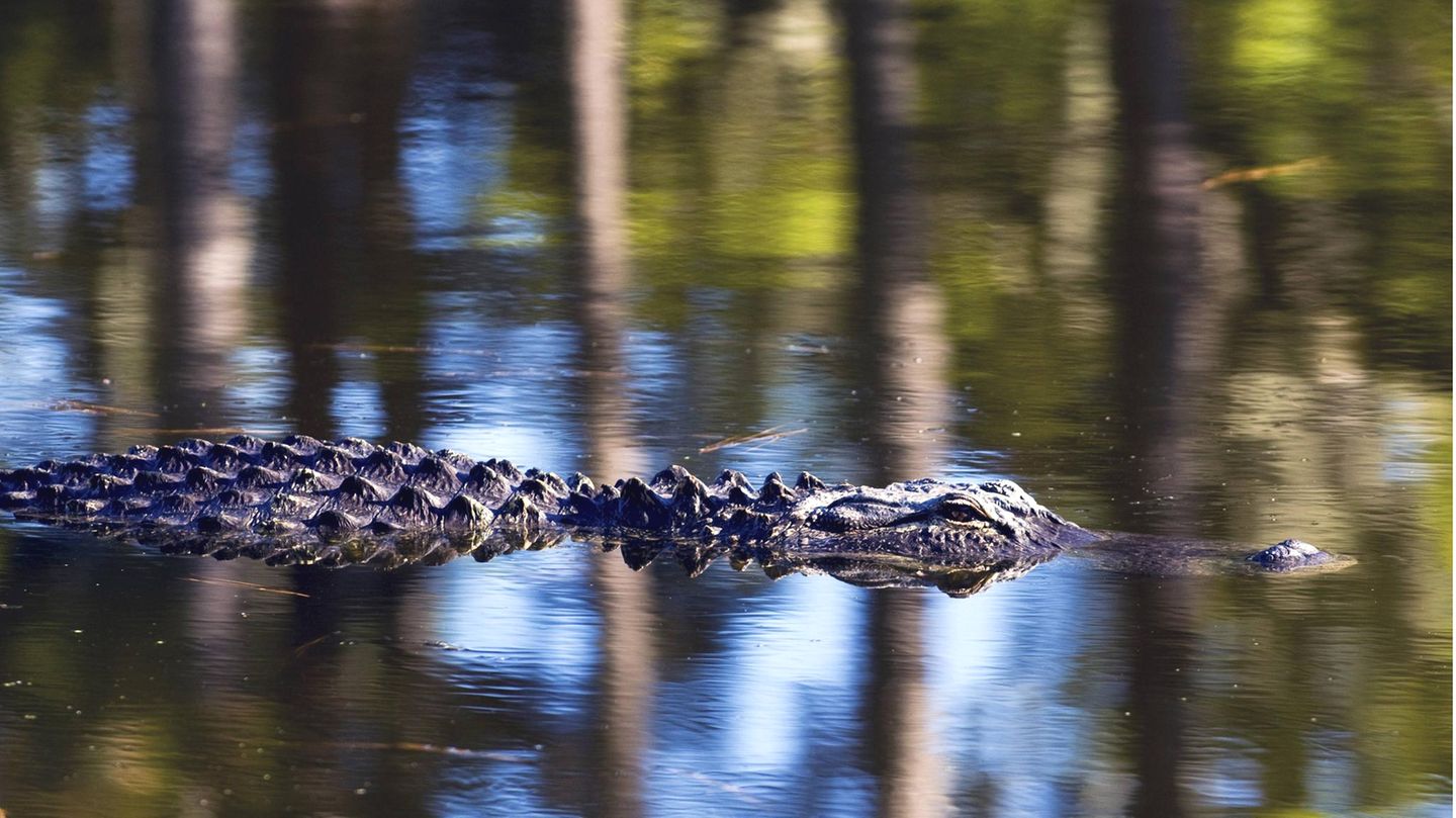 Ein amerikanischer Alligator schwimmt in einem Gewässer auf Hilton Head Island, South Carolina