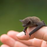 Fledermaus Batnight Zwergfledermaus