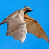 Fledermaus Batnight Schwarzer Flughund