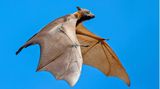 Fledermaus Batnight Schwarzer Flughund