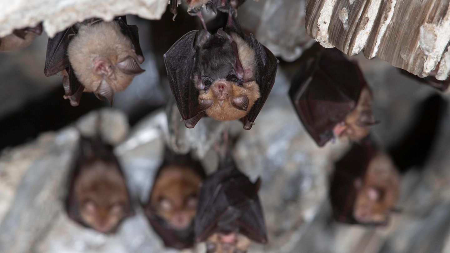 Fledermaus Batnight Kleine Hufeisennase