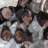 Fledermaus Batnight Kleine Hufeisennase