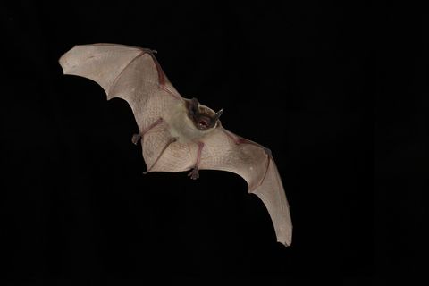 Fledermaus Batnight Zweifarbfledermaus