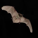 Fledermaus Batnight Zweifarbfledermaus