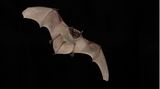 Fledermaus Batnight Zweifarbfledermaus
