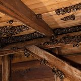 Fledermaus Batnight Großes Mausohr Kirche