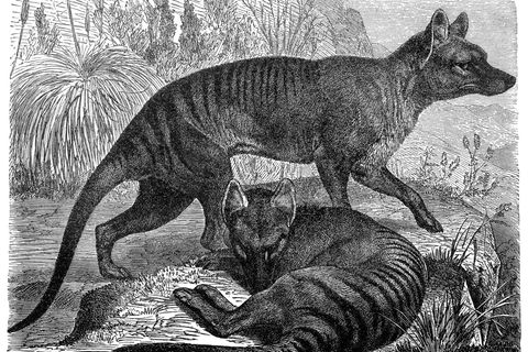 Der Tasmanische Tiger in einer historischen Zeichnung