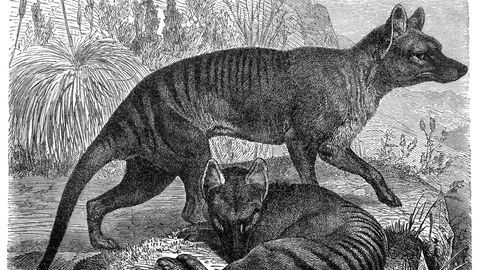 Der Tasmanische Tiger in einer historischen Zeichnung