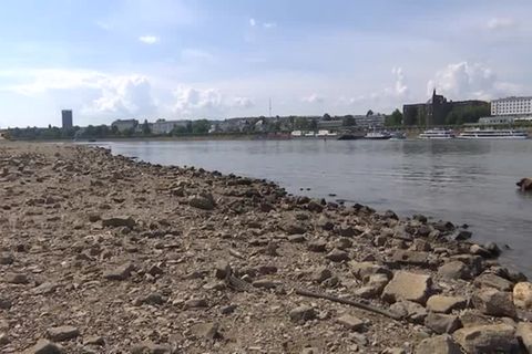 Video: Amt erwartet steigende Rhein-Pegel: "50 Zentimeter und mehr"