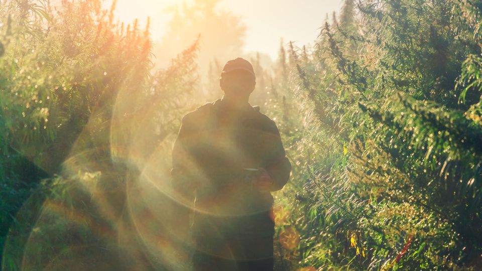 Drug escape from everyday life - A man stands in the sunlight in nature