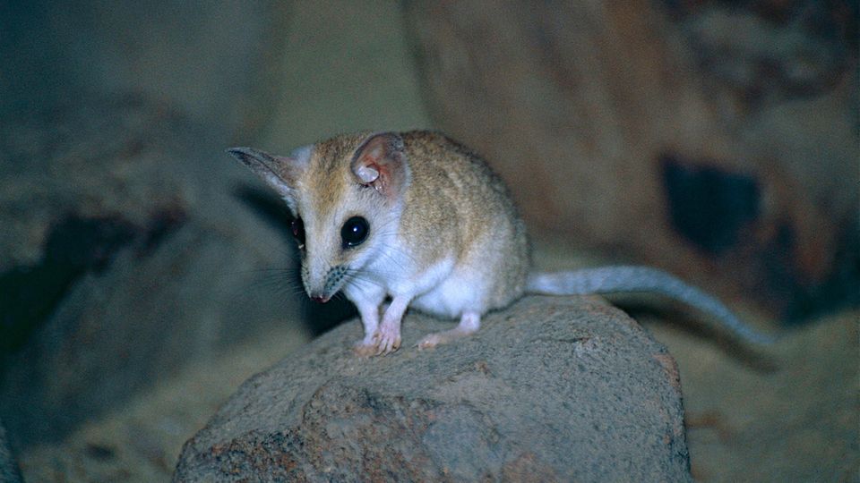 Australien: Eine Dickschwänzige Schmalfußbeutelmaus. Das Tier soll helfen, den Tasmanischen Tiger wiederzubeleben. Eine Dickschwänzige Schmalfußbeutelmaus. Das Tier soll helfen, den Tasmanischen Tiger wiederzubeleben.