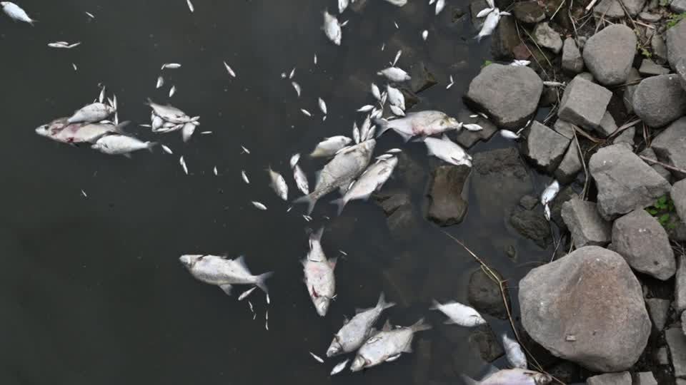 Umweltkatastrophe: Grund für Fischsterben in der Oder noch immer unklar – nun sollen Satellitenbilder helfen