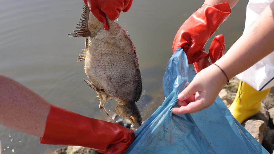Fischkadaver werden aus der Oder geborgen