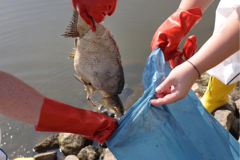 Fischkadaver werden aus der Oder geborgen