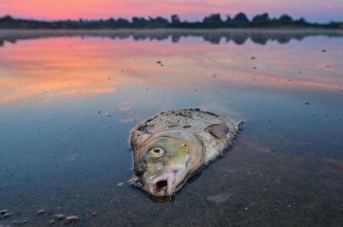 Ein toter Fisch liegt im flachen Wasser, in dem sich der Sonnenaufgang spiegelt