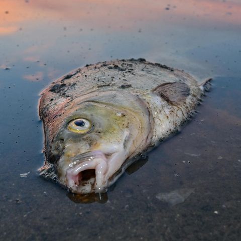 Ein toter Fisch liegt im flachen Wasser, in dem sich der Sonnenaufgang spiegelt