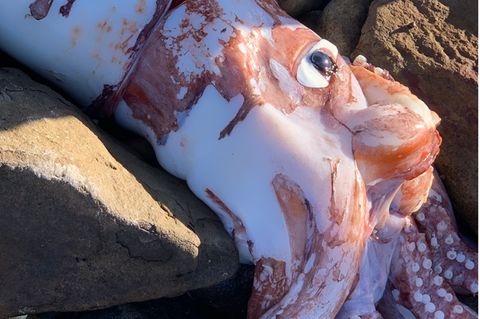 Gigantischer Tintenfisch an der südafrikanischen Küste tot angespült