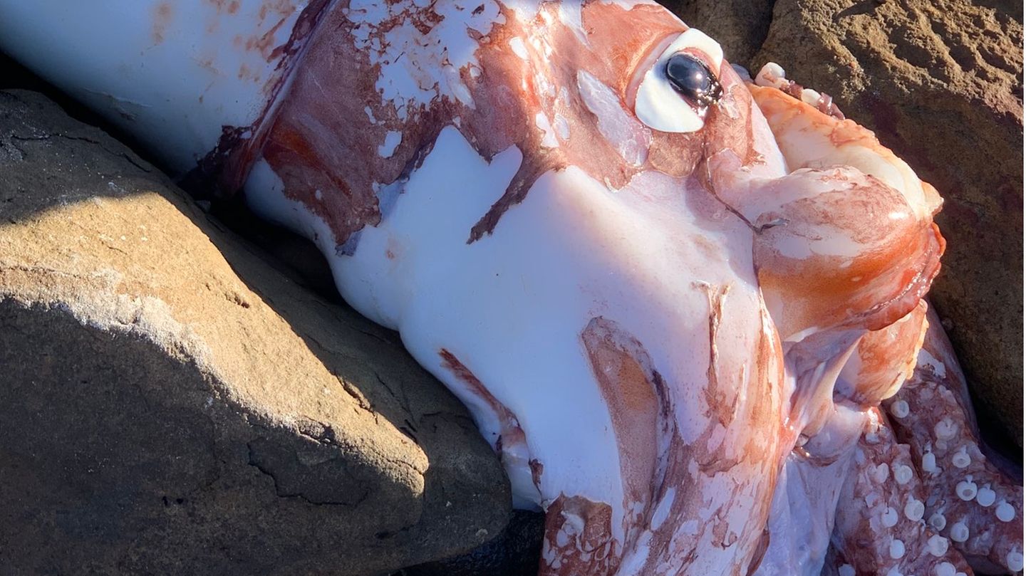 Videojahresrückblick 2022: Platz 2: Noch kaum erforscht – gigantischer Tintenfisch an der südafrikanischen Küste tot angespült