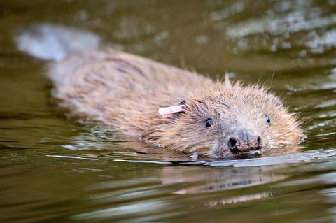 Ein Biber schwimmt in einem Fluss