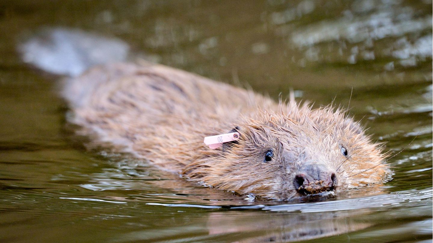 Ein Biber schwimmt in einem Fluss