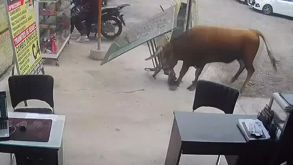 Peru: Von Lkw entkommen: Stier zerlegt ganze Ladenzeile