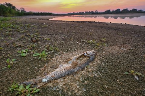 Fischsterben Oder
