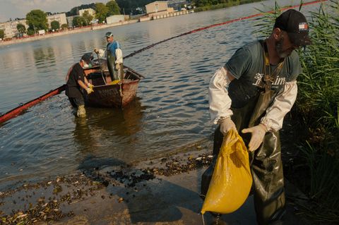 Statt frischer Fische ziehen die Helfer an der Oder säckeweise tote Fische an Land
