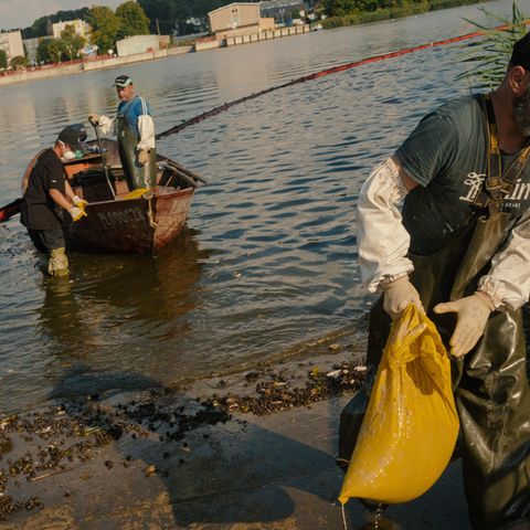 Statt frischer Fische ziehen die Helfer an der Oder säckeweise tote Fische an Land