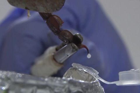 Video: Gift von Skorpionen heiß begehrt
