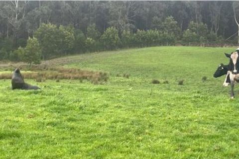 Ein Seehund auf einer grünen Wiese in Australien
