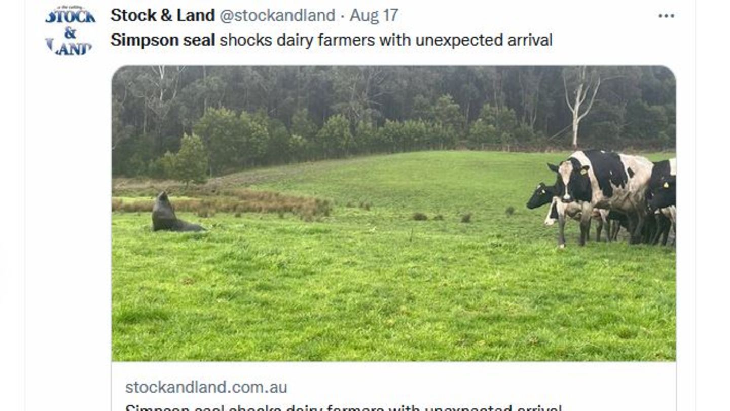 Ein Seehund auf einer grünen Weide in Australien