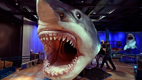 Das Modell eines Megalodons, eines ausgestorbenen Riesenhais, wird im American Museum of Natural History in New York aufgebaut 