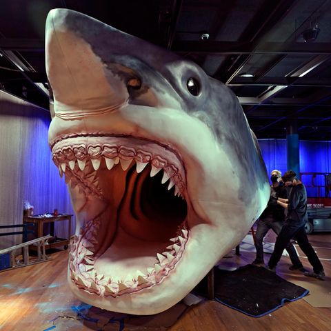 Das Modell eines Megalodons, eines ausgestorbenen Riesenhais, wird im American Museum of Natural History in New York aufgebaut 