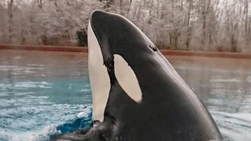 Ist das der einsamste Orca der Welt? Aktivisten protestieren unter #freekiska