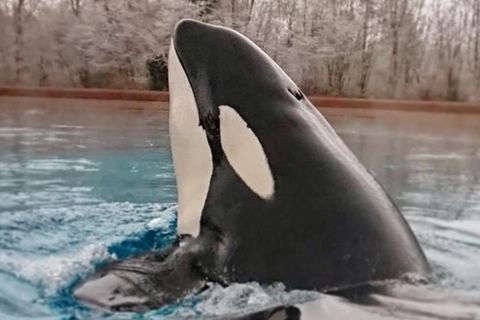 Ist das der einsamste Orca der Welt? Aktivisten protestieren unter #freekiska