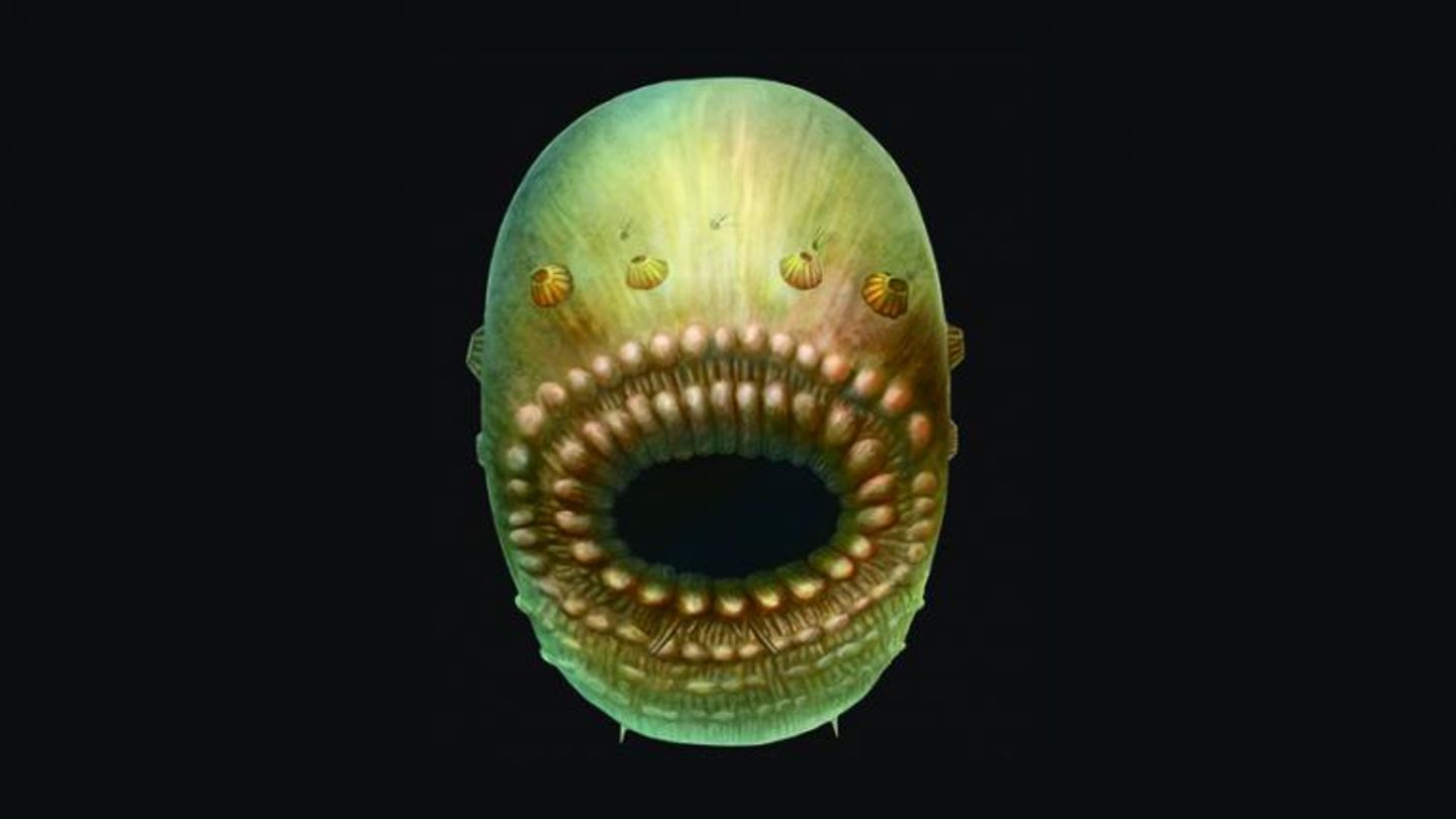 Das Meereswesen Saccorhytus in einer Illustration.