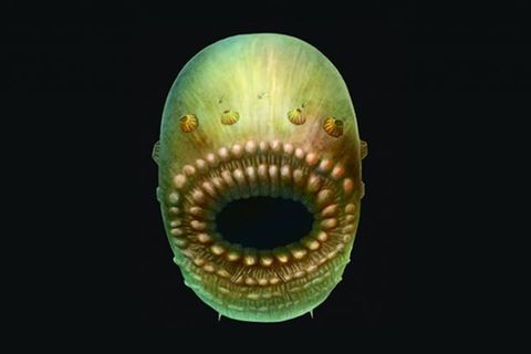 Das Meereswesen Saccorhytus in einer Illustration.