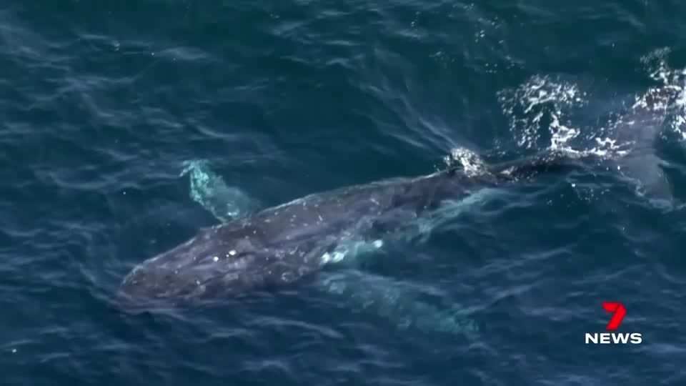 Video: Verwandte unter sich: Buckelwal und Delfine zeigen sich vor Sydney Video: Verwandte unter sich: Buckelwal und Delfine zeigen sich vor Sydney