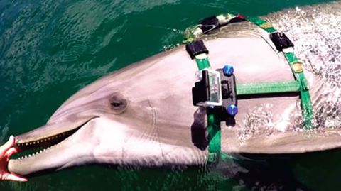 US-Forscher statten Delfine mit Kamera aus und machen spektakuläre Videos