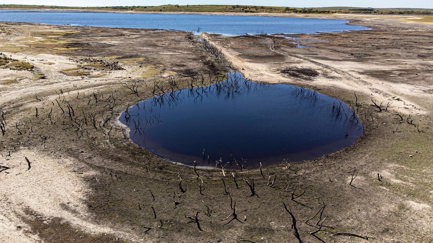 Die abgestorbenen Bäume im britischen Bodmin Moor in Cornwall dürfen nach langer Zeit mal wieder ein Sonnenbad nehmen. Normalerweise liegen sie unter der Wasseroberfläche.