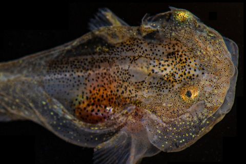 Tiefsee: Fisch überlebt arktische Kälte – mit einem Antifrostschutz